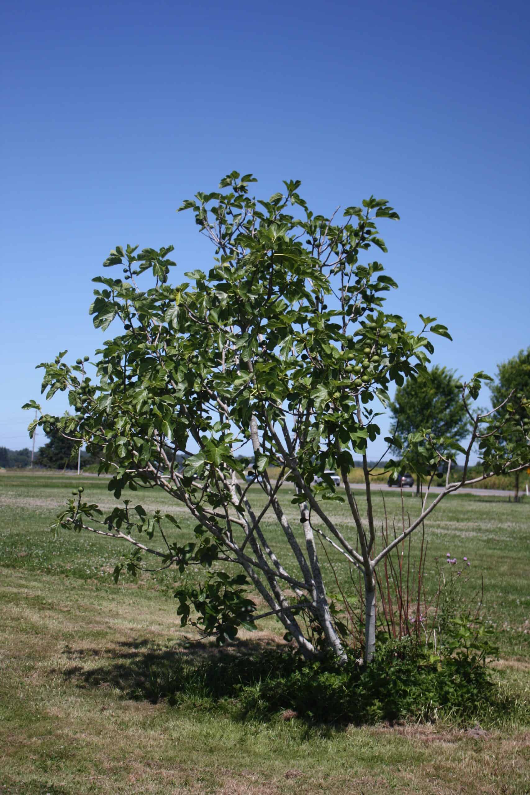 Ficus carica 'Desert King' at the NW Fruit Garden.