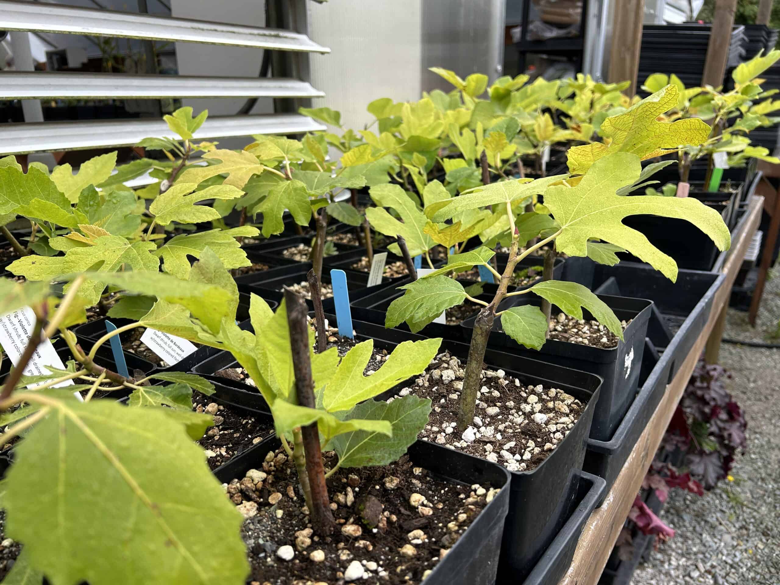 Get started growing figs. Several varieties will be on sale at the annual Master Gardener Plant Fair May 10, 2025 Photo: © Skagit County Master Gardener Foundation