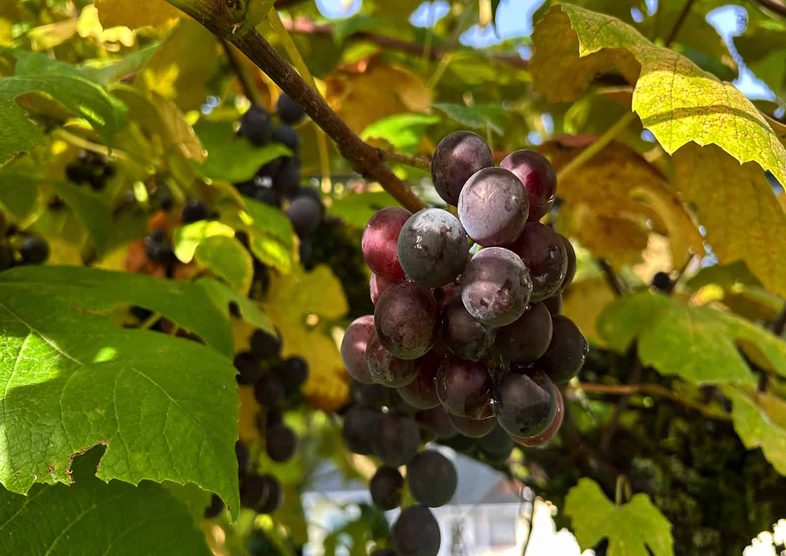 Concord grapes grow well in sunny locations in Skagit County. While lower in tannins needed for wine making, Concord grapes are considered heart-health and excellent for juice and jelly making. Photo: © Ginny Bode