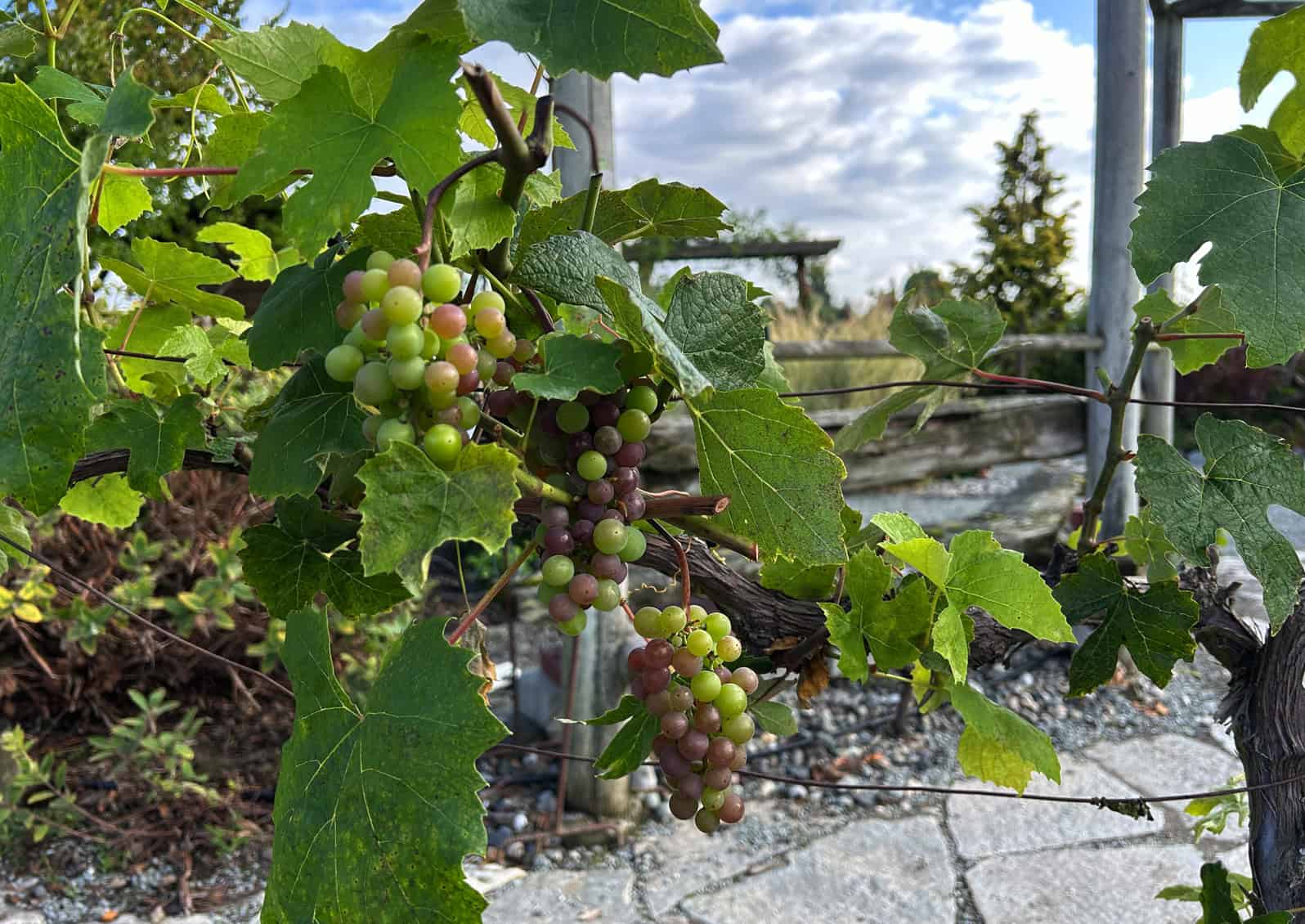 A grape arbor is a beautiful addition to any garden. Edelweisse, a hardy, disease resistant, large white grape, grows on “Doc’s Arbor” in the Discovery Garden. Photo: © Ginny Bode