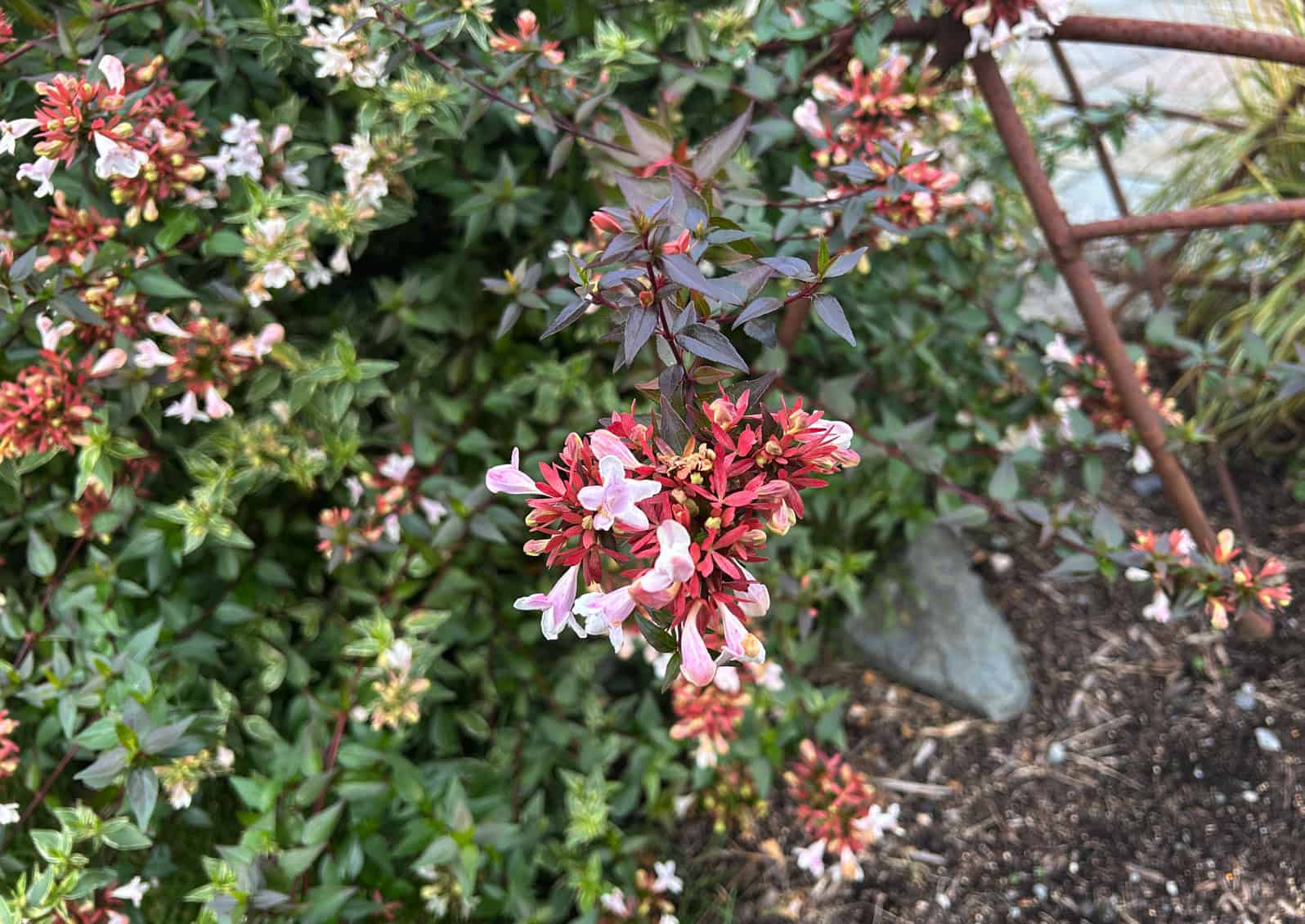 Blooming in late summer through the fall, Abelia adds softer pink and white tones to an arrangement. © Ginny Bode | Skagit County WSU Extension Master Gardeners 