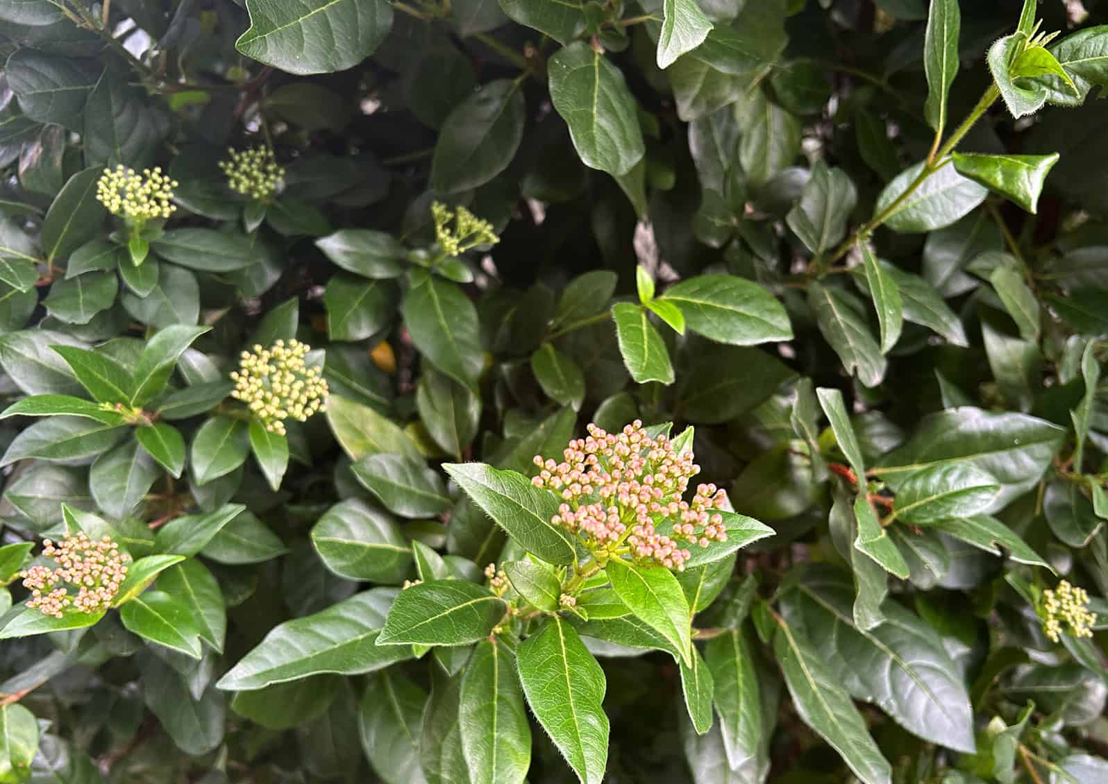 The bright leaves and soft bloom buds of Viburnum add interesting texture to floral arrangements © Ginny Bode | Skagit County WSU Extension Master Gardeners 