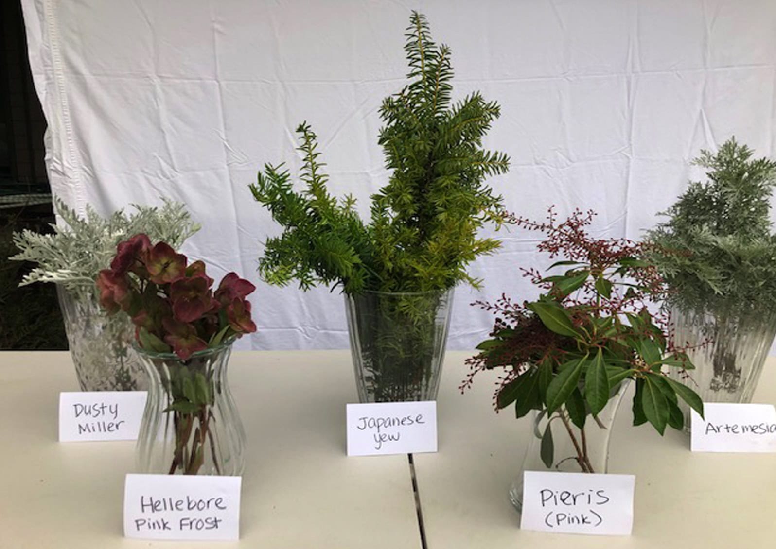 bushes and greenery in water jars