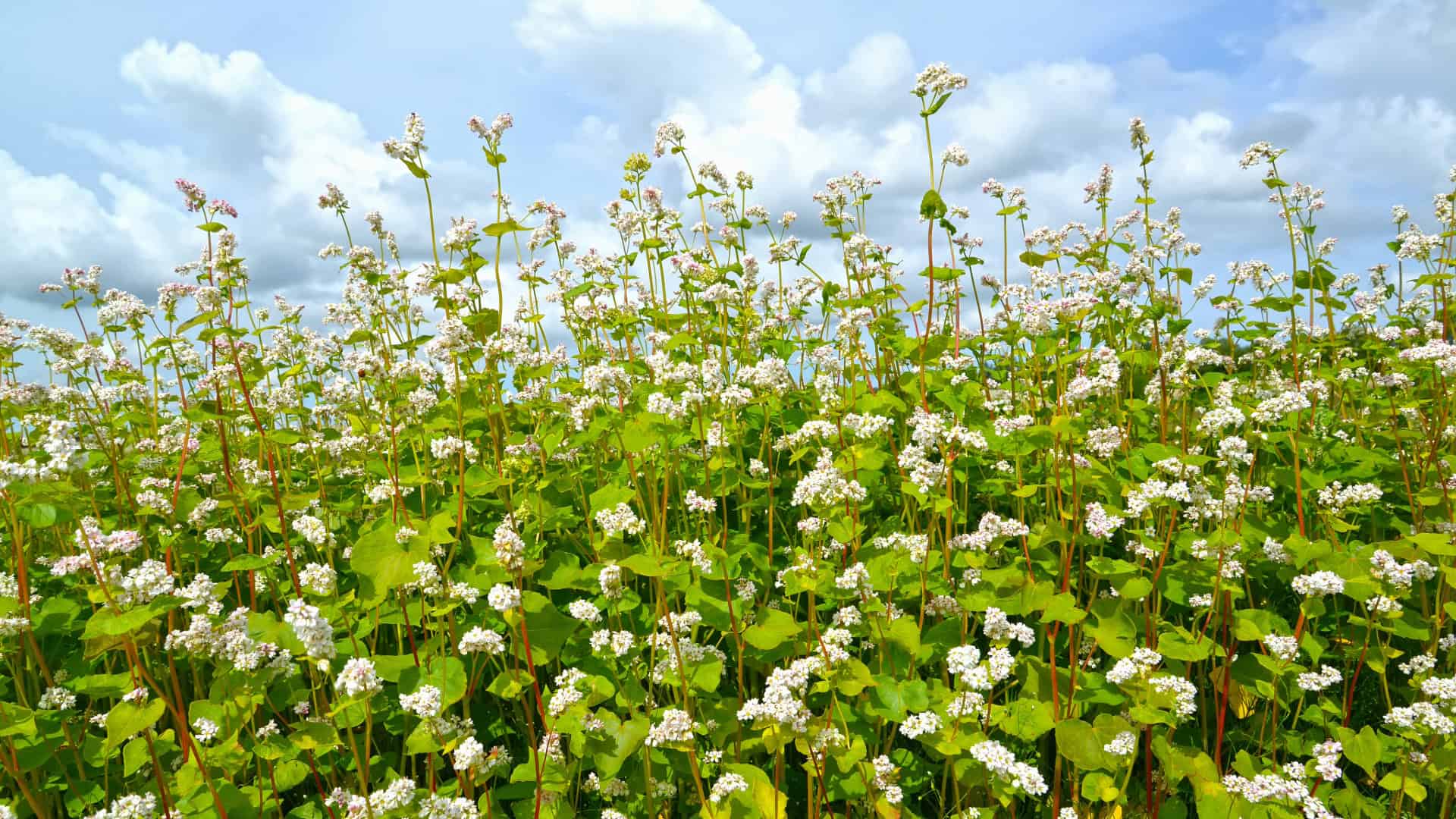 Buckwheat