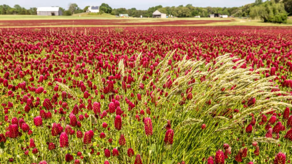 Cover Crops