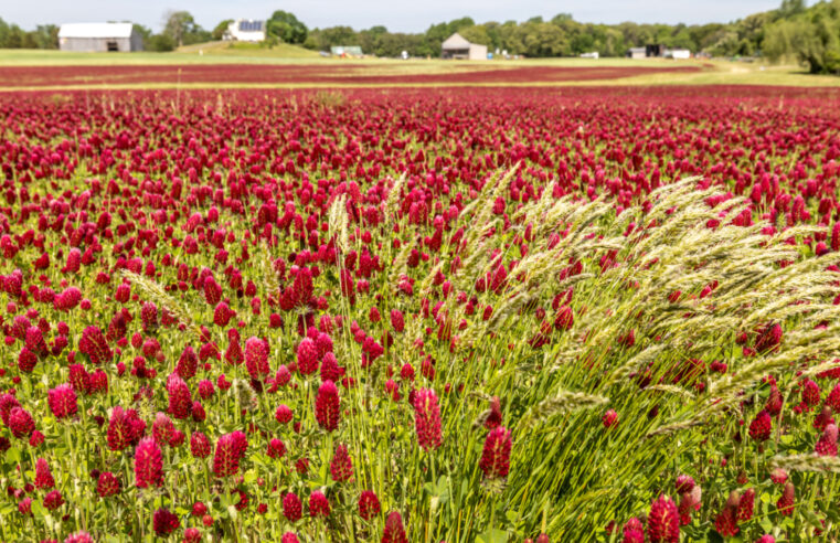 Cover Crops