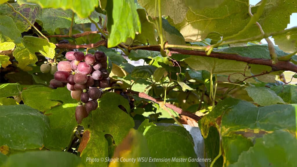 Growing Grapes