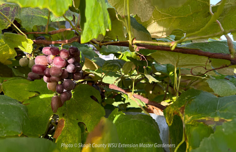 Growing Grapes