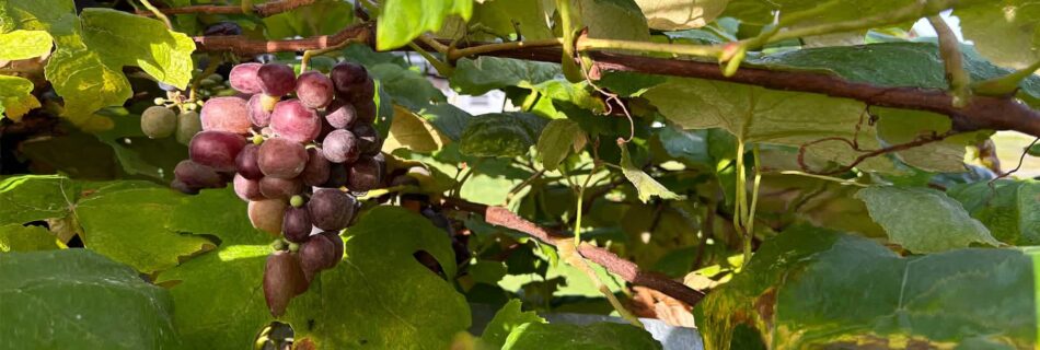 Concord grapes on arbor