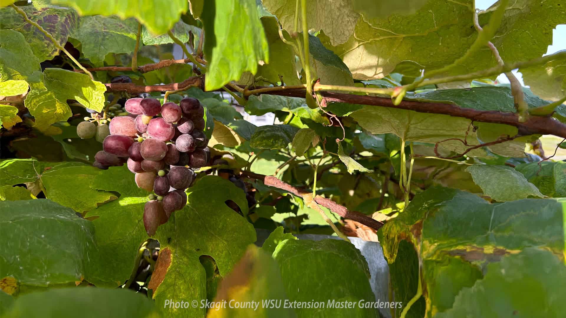 Concord grapes on arbor