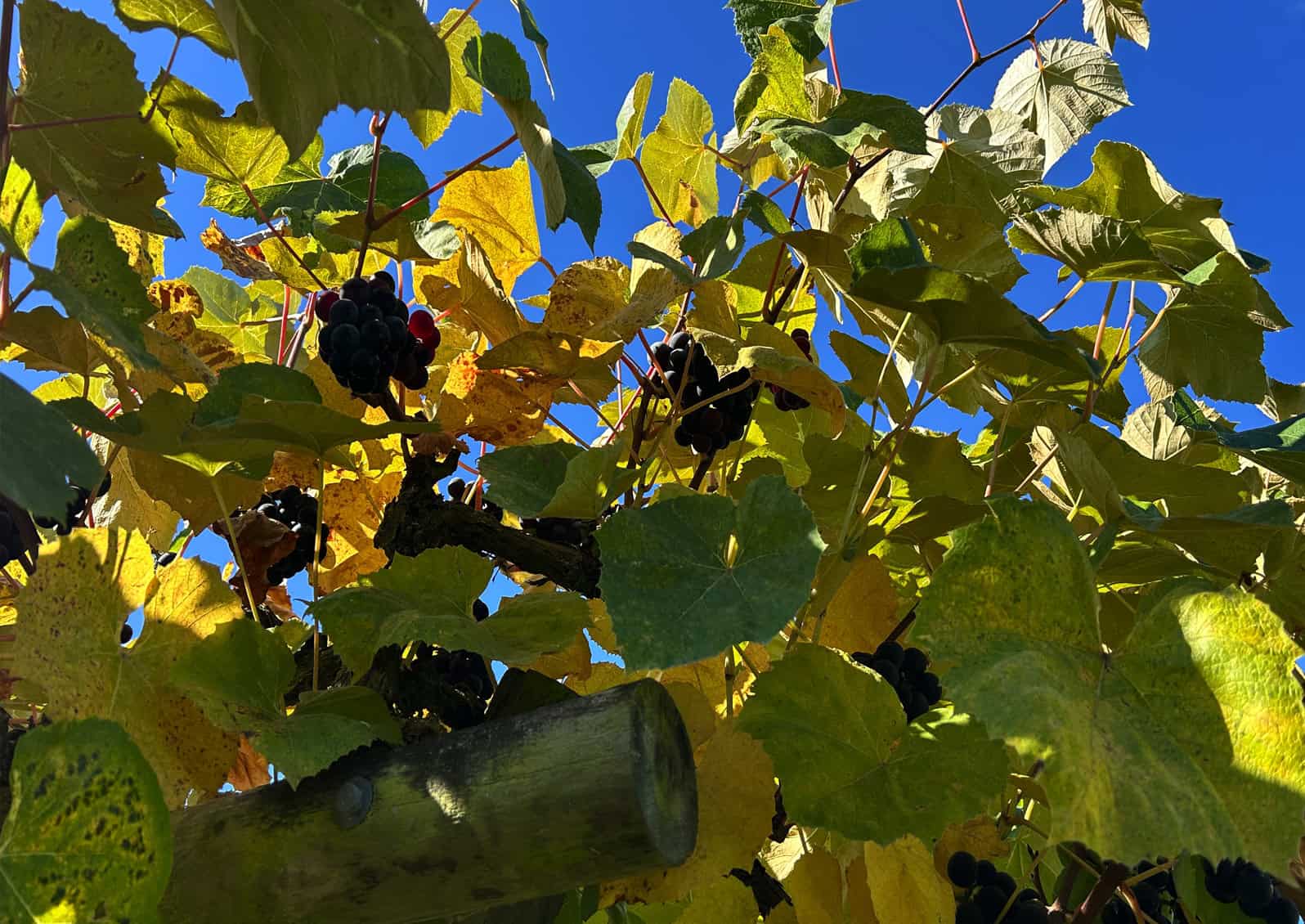 This Vitis lambrusca x vinifera 'Lynden Blue; growing in the NW Fruit Garden is 'great choice for gardeners in cool summer areas who want the full, rich taste of a Concord-style grape, but don't have the GDD (Growing Degree Days) to ripen actual Concord fruit. © Photographer: Ginny Bode
