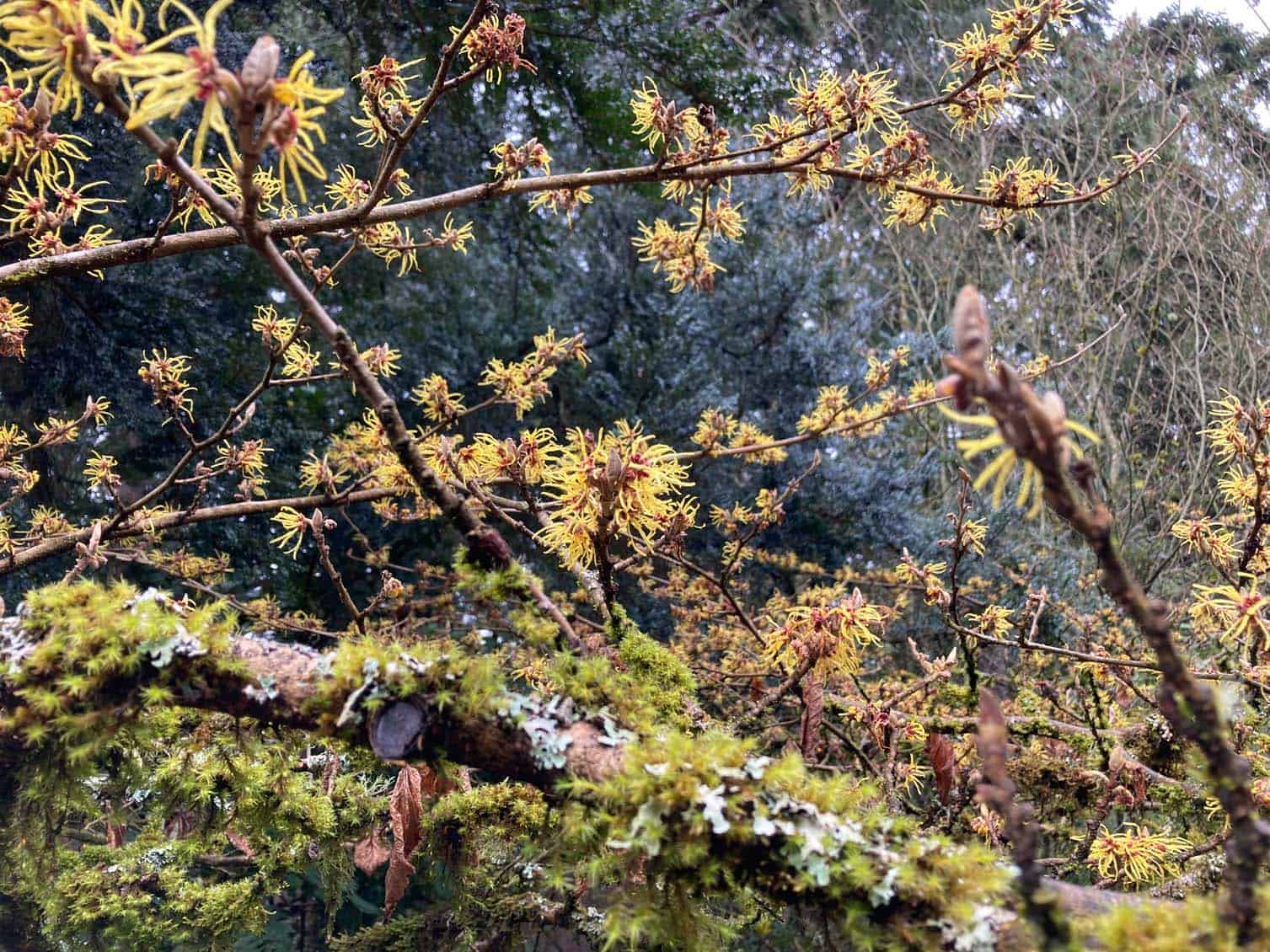 Witch Hazel, genus Hamamelis puts on a glorious show in early February. Photo © Bobbi Lemme | Skagit County Master Gardener