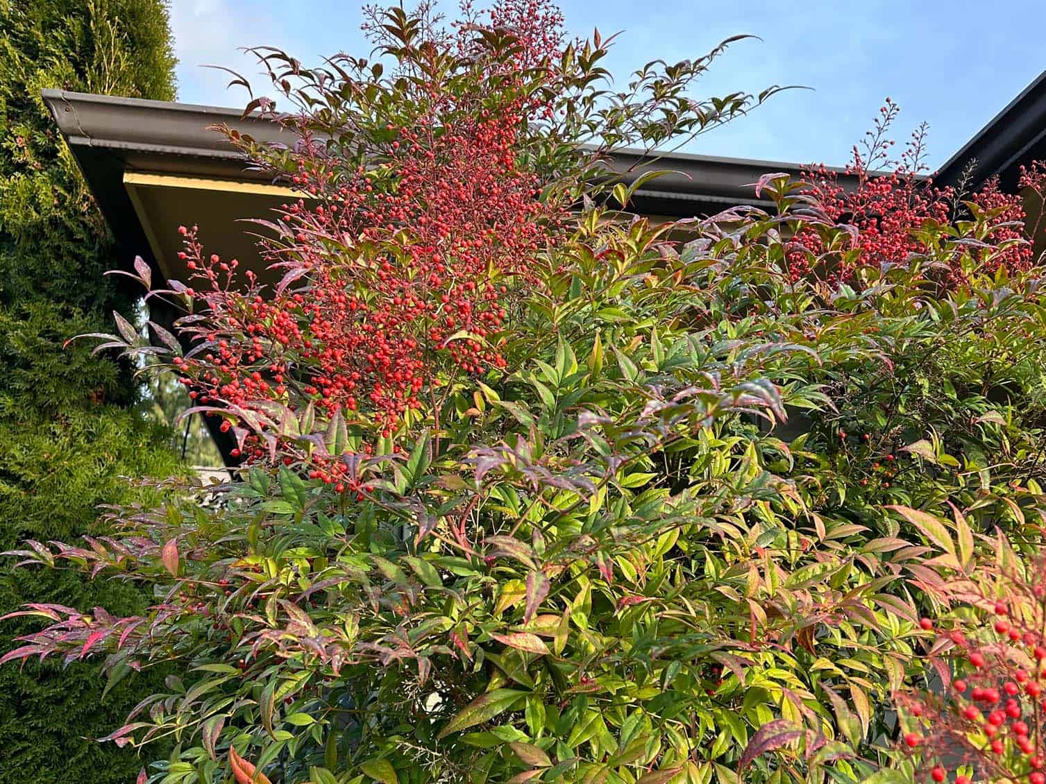 Nandina Photo © Skagit Valley Master Gardener Foundation