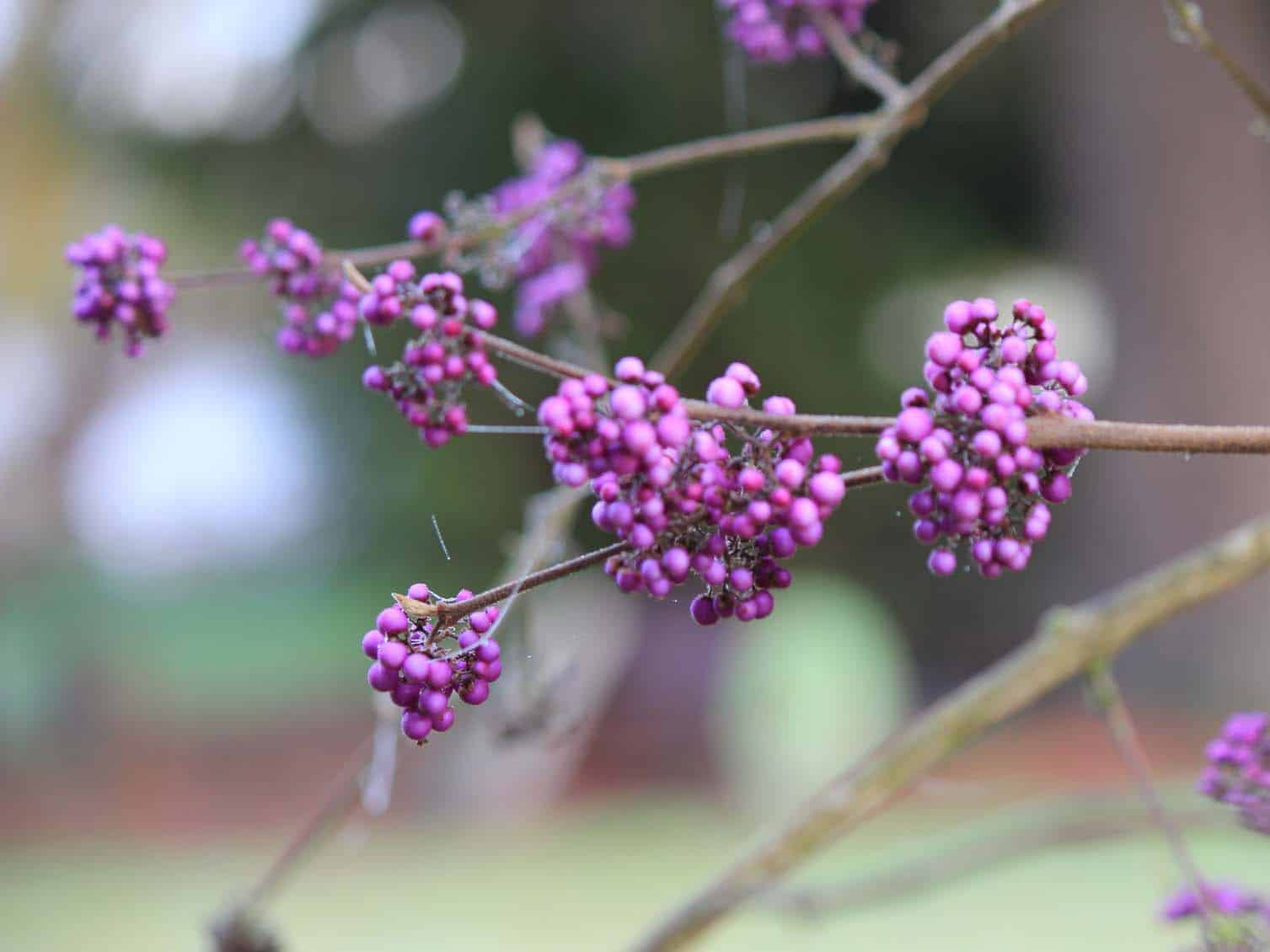 Purple Beautyberry (Callicarpa dichotoma) Photo © Ginny Bode