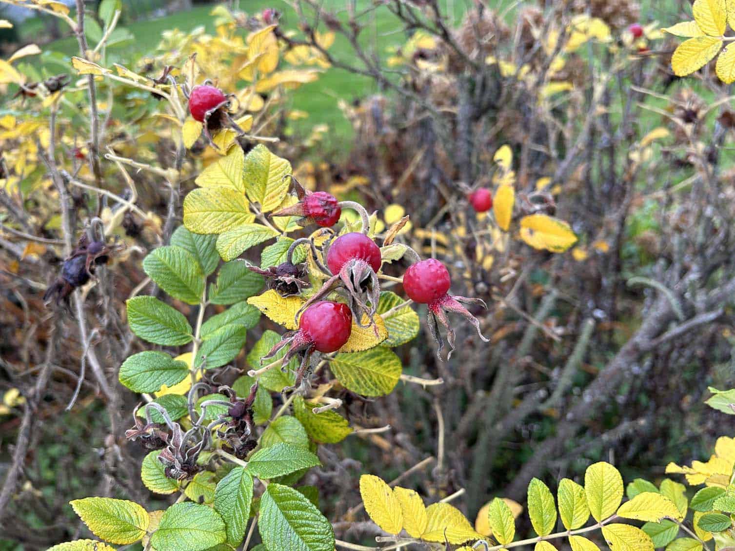 Rosa rugosa are a beautiful addition to the garden and offer a range of benefits that contribute to a garden's ecosystem by providing food for pollinators and animals. Photo © Skagit Valley Master Gardener Foundation