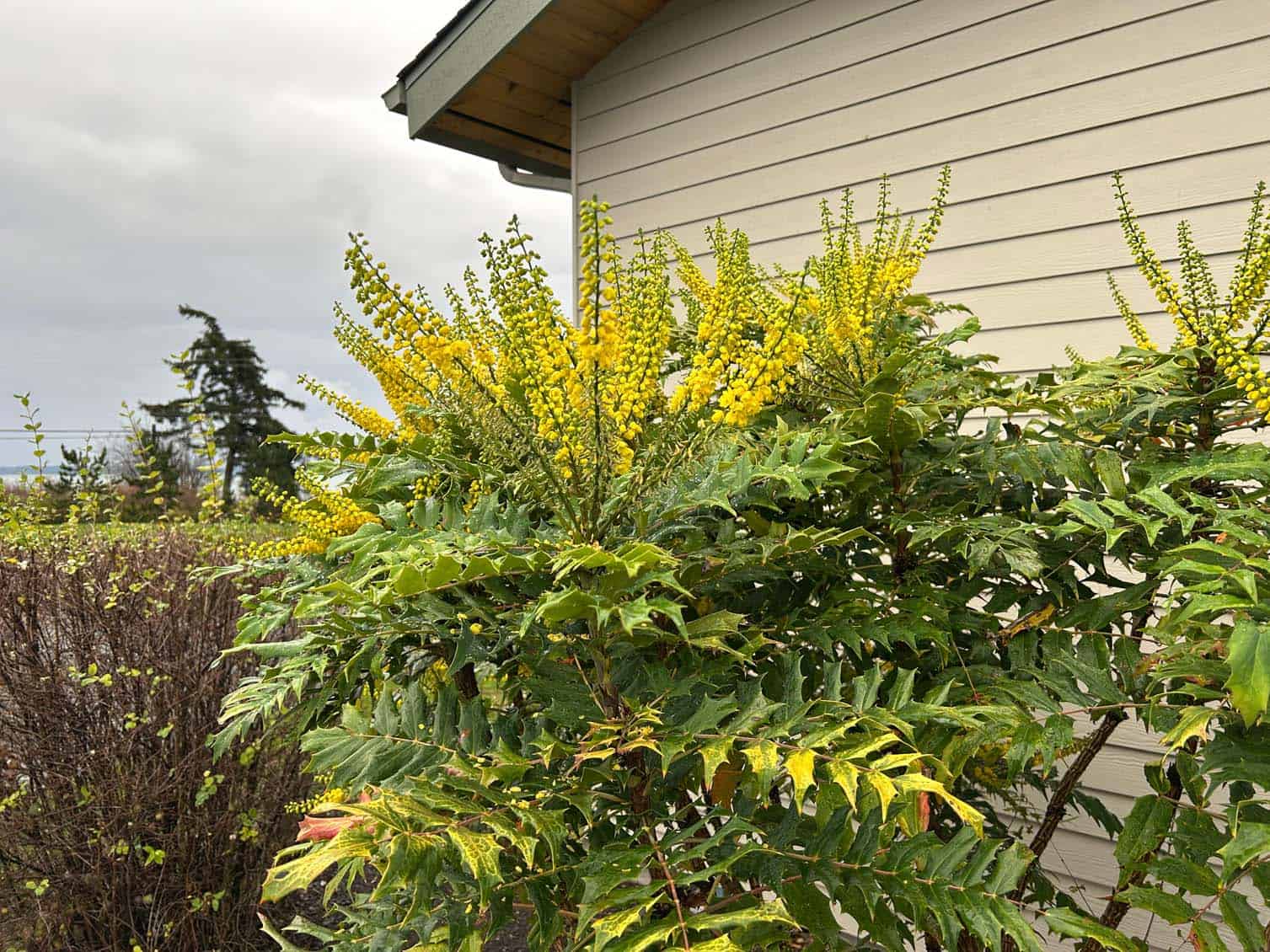 For those that like the look of holly without the invasive aspect, Tall Oregon Grape (Mahonia aquifolia) is evergreen, produces lovely yellow flowers and also berries. Deer don't eat it. See: http://nativeplantspnw.com/tall-oregon-grape-mahonia-aquifolium/. It it mentioned in the King County tip sheet, but readers will have to search to find it.