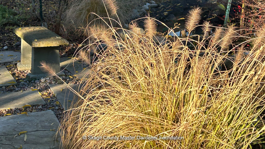 grasses catching sunlight in winter