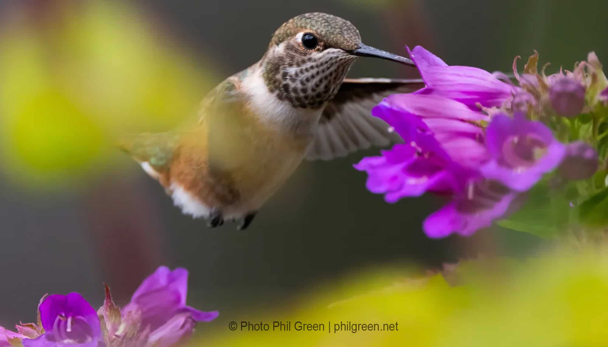 hummingbird and purple flower