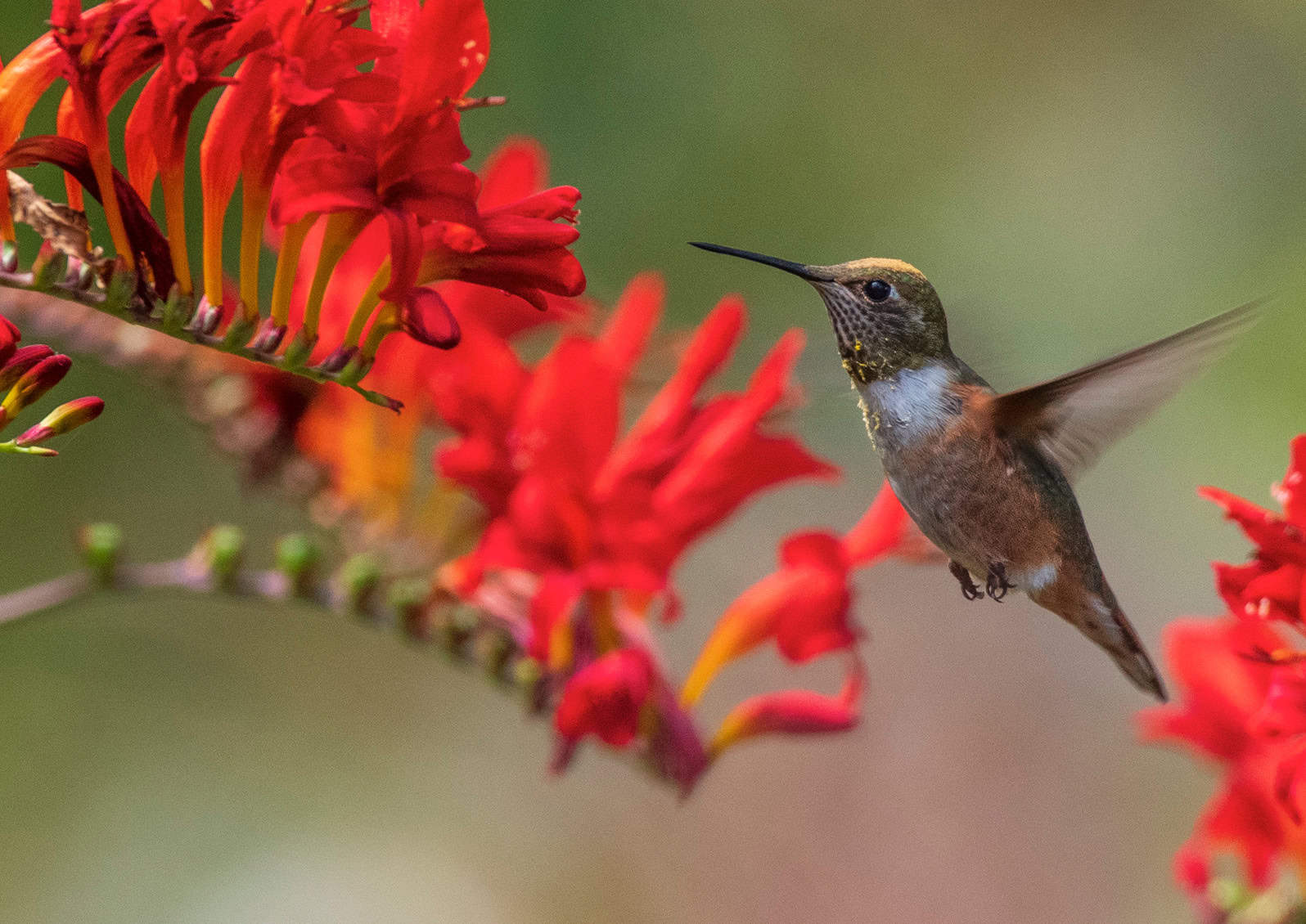 Though not native to the Pacific Northwest, the brilliant red flowers of Crocosmia ‘Lucifer’ attracts hummingbirds throughout the summer. © Photo: Nancy Crowell | Nancy Crowell Photography