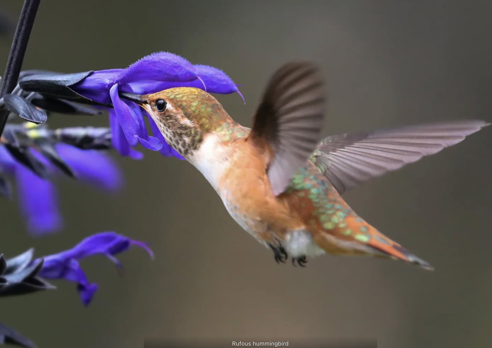 The Rufous hummingbird is attracted to ‘Black & Blue’ anise sage (Salvia guaranitica) © Photo: Phil Green | philgreen.net