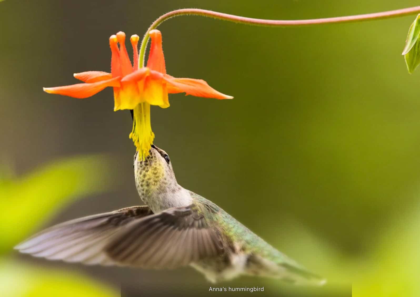 Western columbine (Aquilegia formosa) is native in our area and provides food for Anna’s hummingbird © Photo: Phil Green | philgreen.net