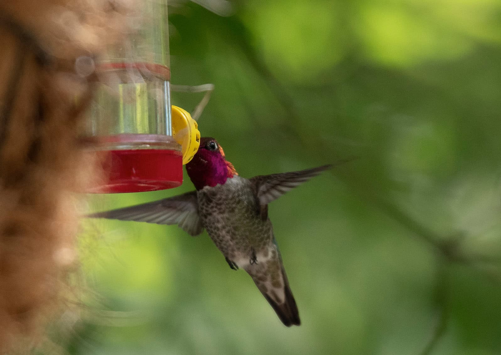 Many enjoy feeding hummingbirds, but doing so comes with the responsibility of keeping the feeders clean and free of bacteria to avoid harming the birds. It may be easier to native plants such as snowberry and red currant to help the hummers through late winter. © Photo: Nancy Crowell © Nancy Crowell Photography