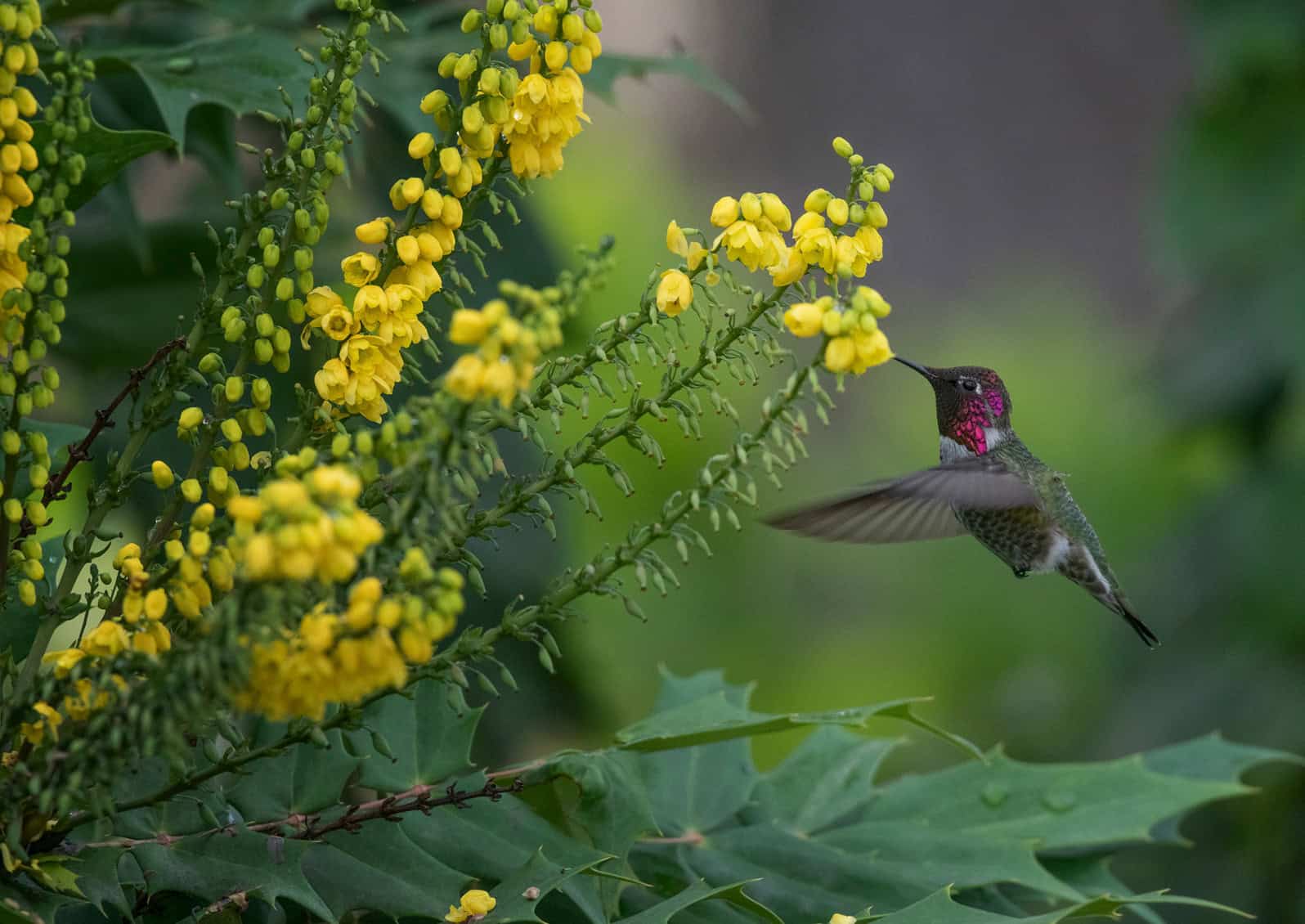 A native plant that thrives in the Pacific Northwest, Mahonia provides winter food for hummingbirds and is a well-behaved foundational planting in many home gardens. © Photo: Nancy Crowell © Nancy Crowell Photography