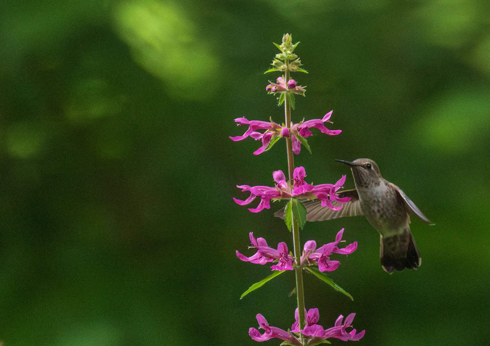 The coastal hedgenettle (Stachys chamissonis) is a native plant in the Pacific Northwest that thrives in moist soil near forests and provides support to birds, bees and butterflies. © Photo: Nancy Crowell © Nancy Crowell Photography