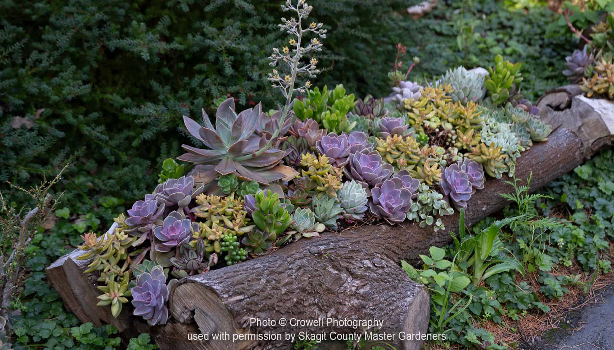 succulents on log