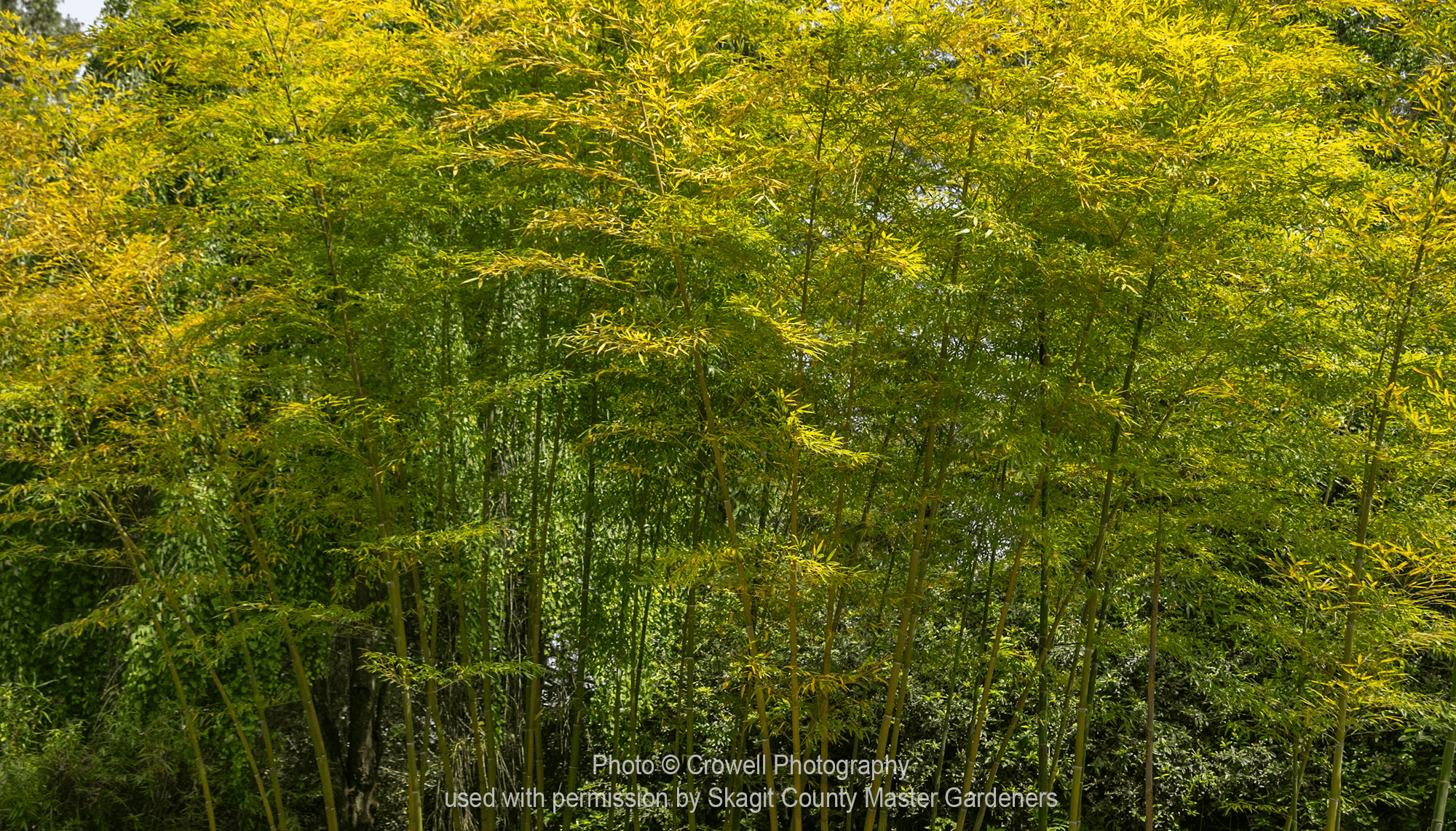 Bamboo in UBC Botanic Garden, Vancouver BC
© Crowell Photography