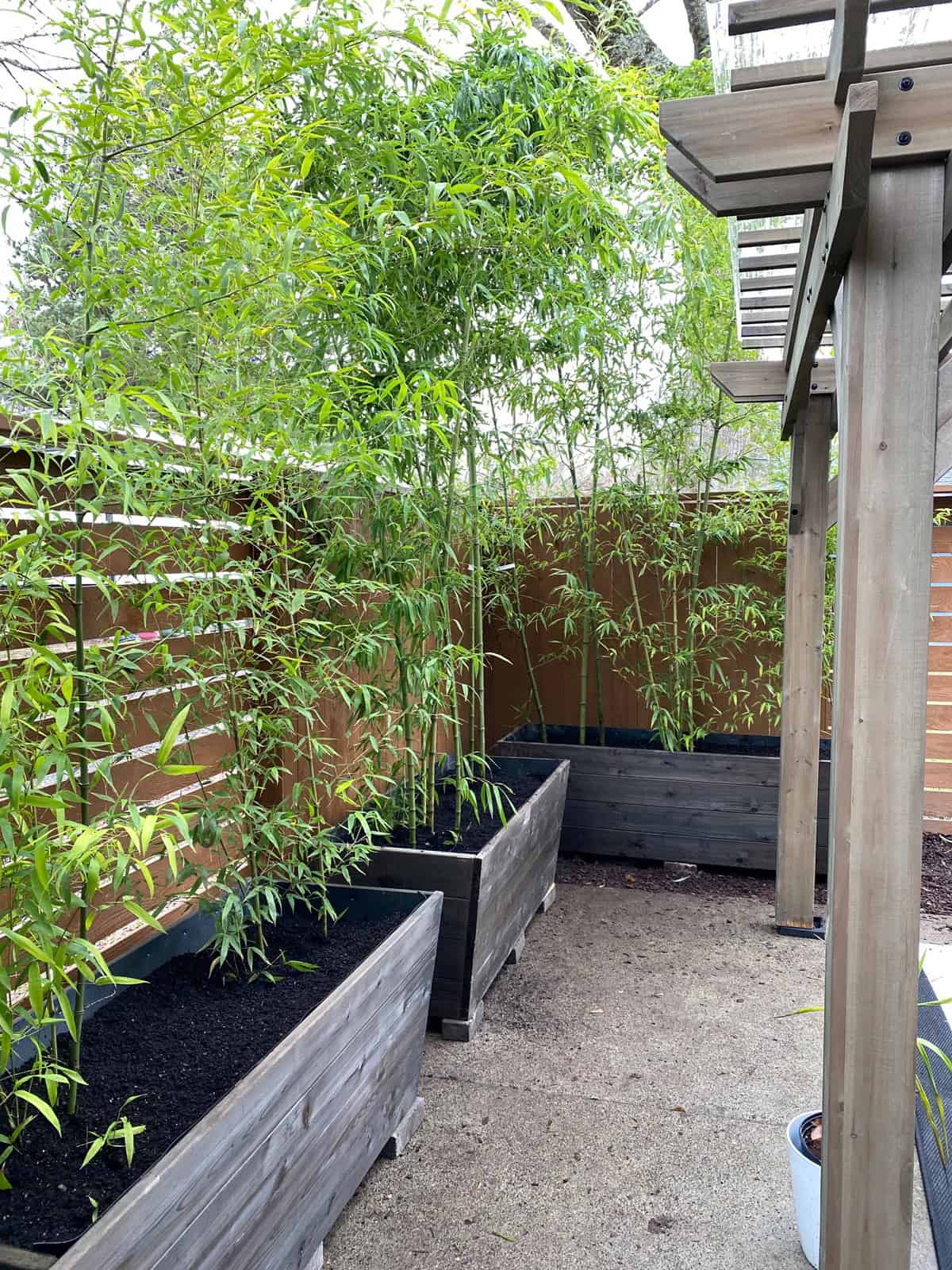 Bamboo garden and planter studio. Photo courtesy of Bamboo Garden Nursery