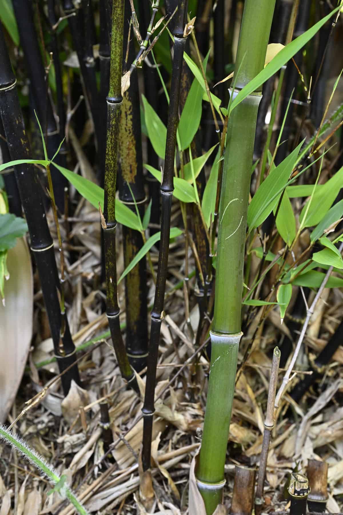 Phyllostachys nigra 'Black Bamboo' showing the smaller canes from the purchased nursery pot in the back and the new larger green culms produced two years later. Photo © Kay Torrance
