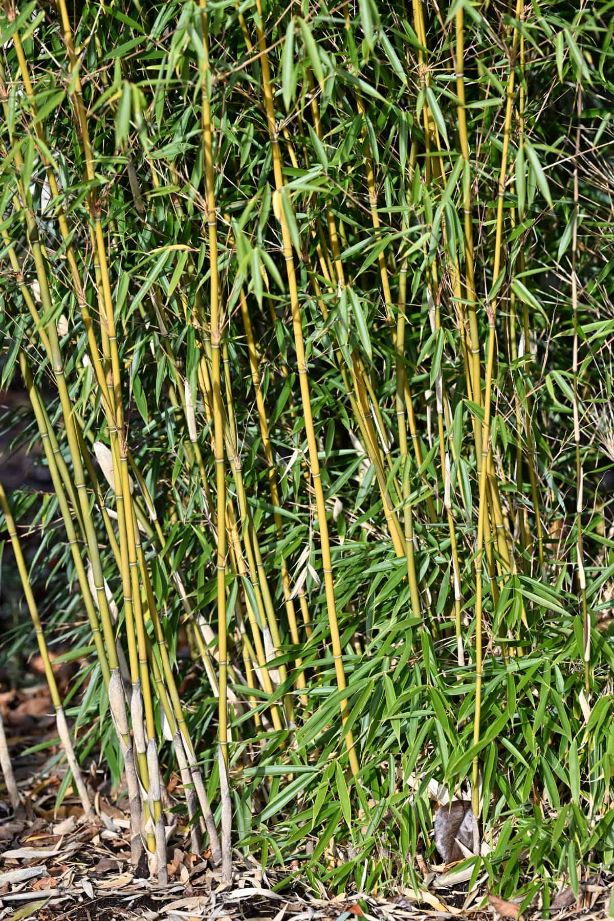 Fargesia robusta 'Campbell' is a clumping bamboo with ¾