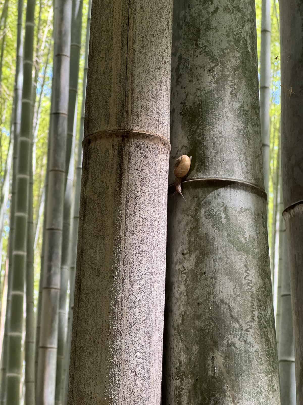 Phyllostachys Edulis 'Moso' is a common timber variety growing in Arashiyama
Bamboo Forest in Kyoto Japan. Photo © Bobbi Lemme 
