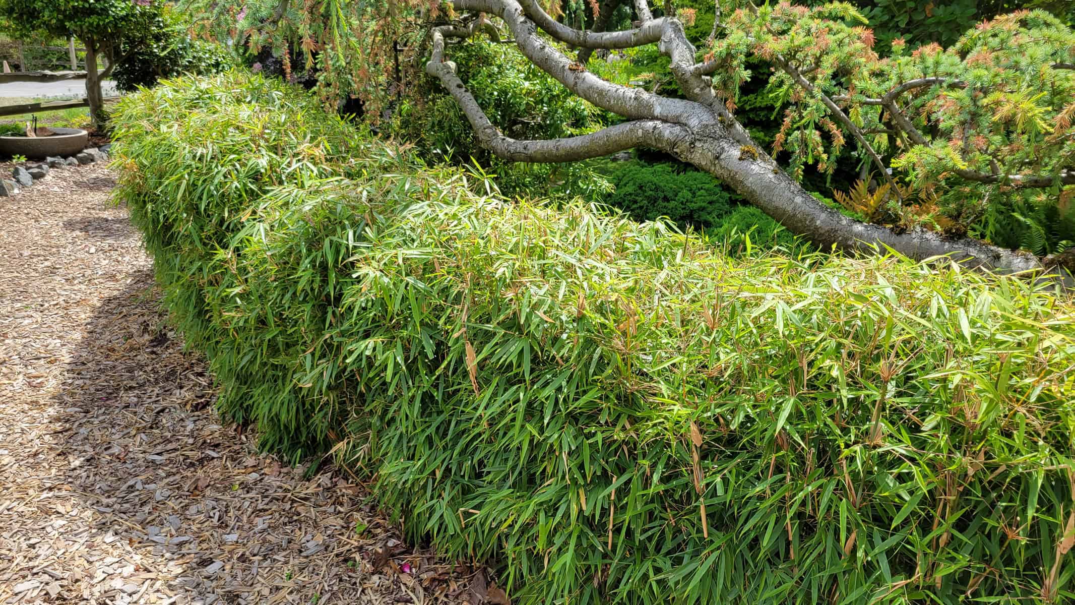 Fargesia dracocephala 'Rufa' 'Dragon's Head' at the WSU Discovery
Garden. This clumping bamboo has a loose weeping habitat so the hedge has
been pruned to keep it off the path. Bamboos tolerate pruning well as long as
adequate leaves are left for plant health. Photo by Kay Torrance
