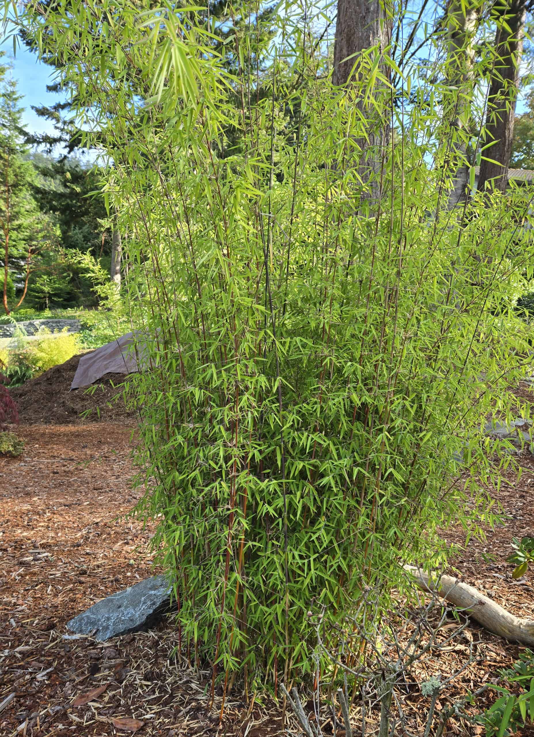 Fargesia nitida 'Jiuzhaigou'is a clumping bamboo. This cultivar is 'Red Fountain' with red canes. Many cultivar of this variety can be found with different colored canes. Photo by Kay Torrance
