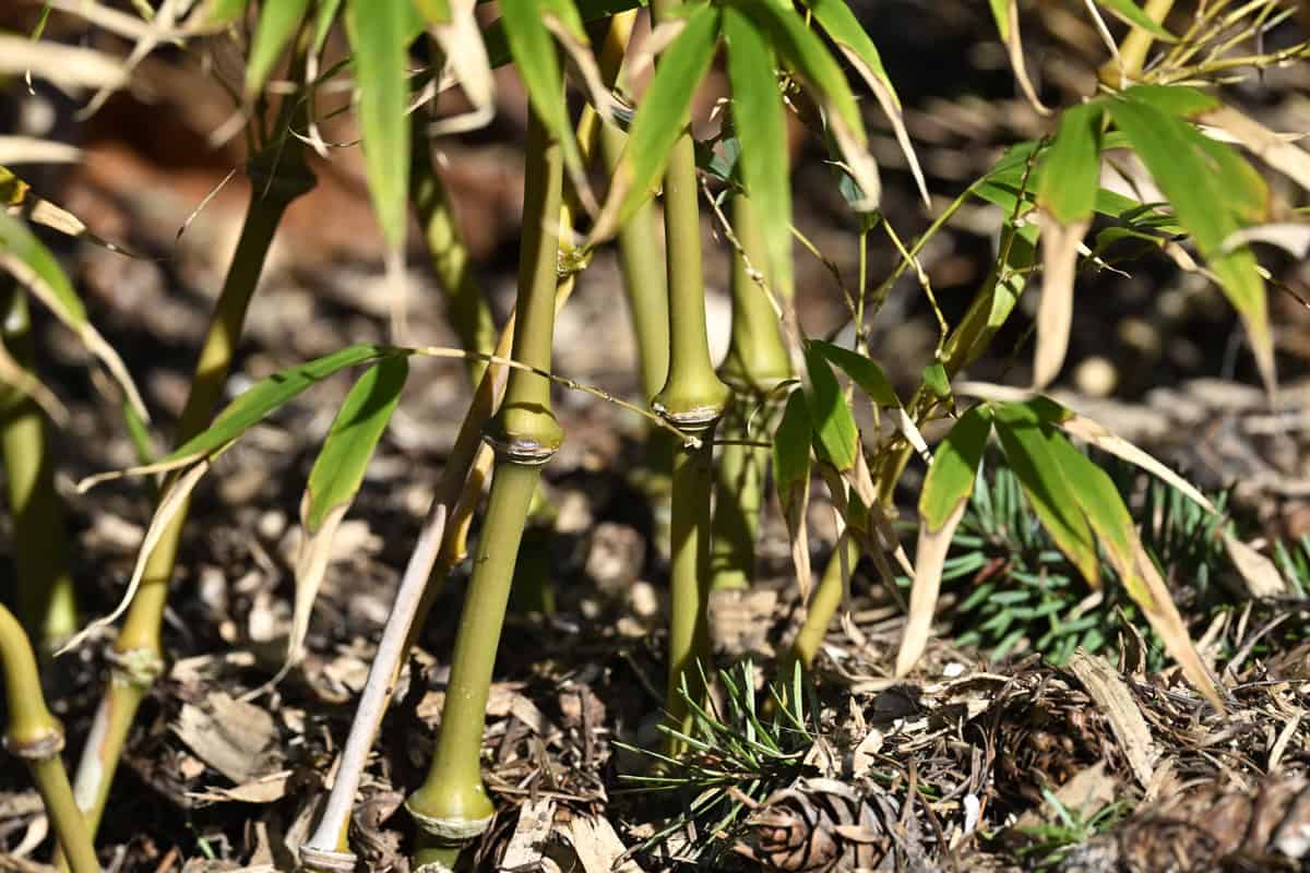 Qiongzhuea tumidissinoda 'Walking Stick' bamboo has enlarged nodes. It is a fun variety that grows up to 12' (less in a container). It is also an aggressive running bamboo, sending rhizomes a long distance from the source and likes to jump barriers. Photo © Kay Torrance