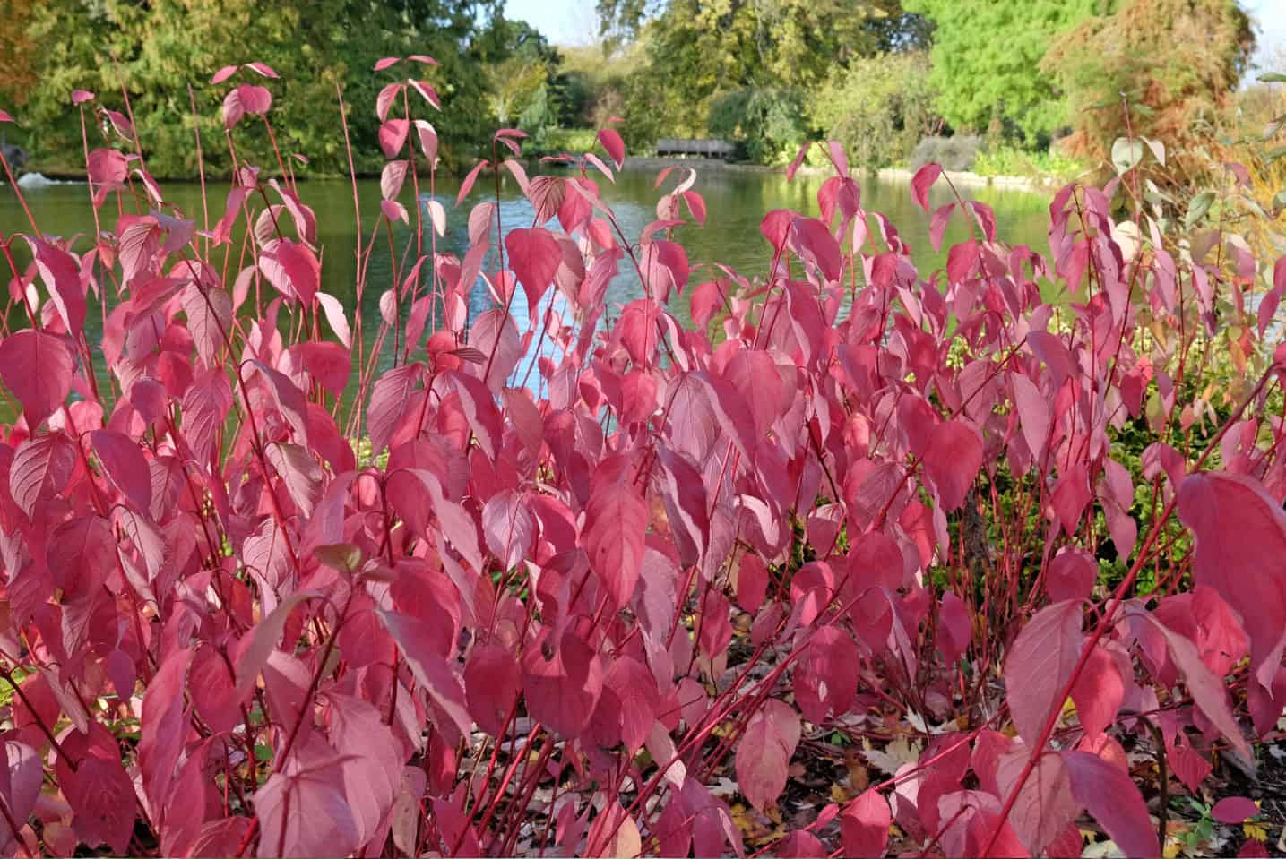 A plug for native plants: They belong here! Native plants are well adapted to our local environment. They don't require extra care, water, fertilizer, or anything. More than that, many of our native wildlife depend on them and won't survive without them.