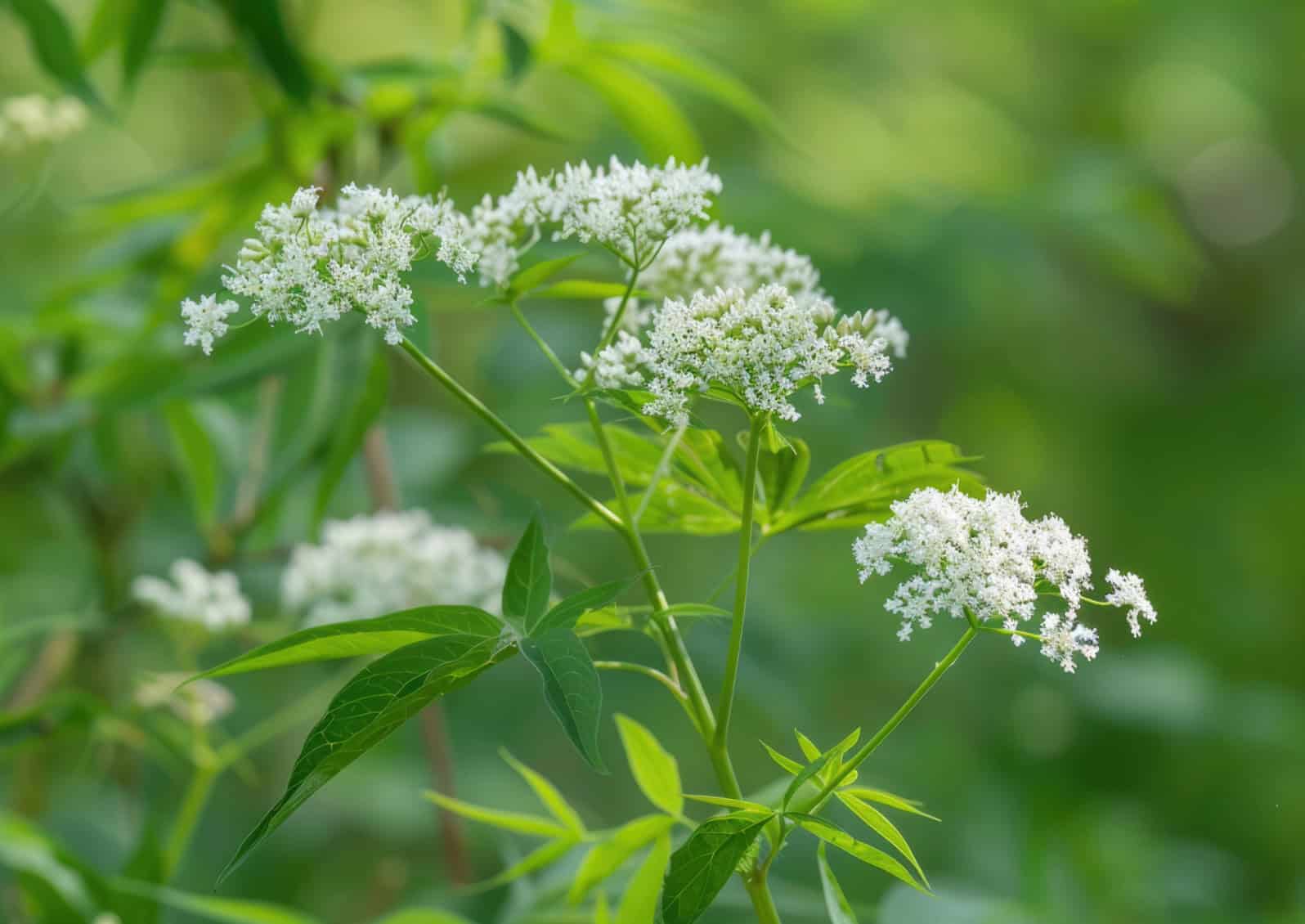If your pets have room to roam outside, it is critically important to identify the plants growing where they roam. Poison-hemlock is highly toxic to humans and animals and should be removed following WA Noxious weed control guidelines Learn more here: https://www.nwcb.wa.gov/images/weeds/poison_hemlock_brochure.pdf . Photo © Adobe Stock