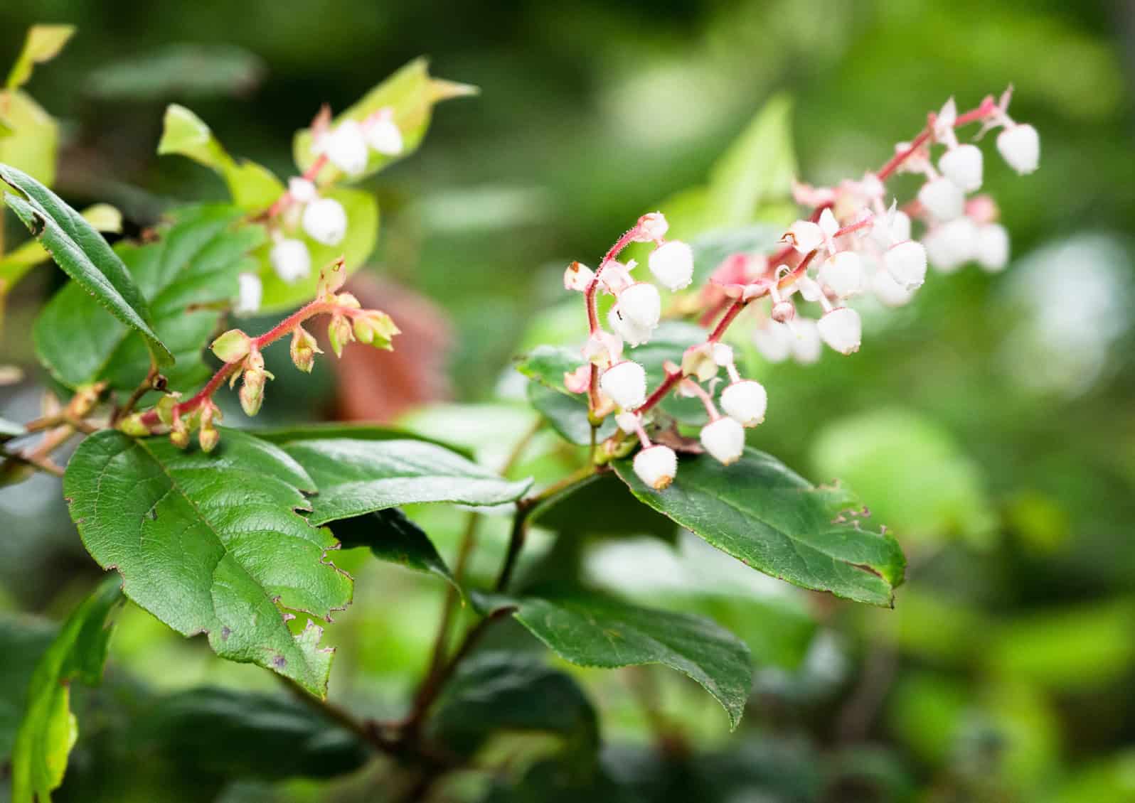 A shaded trail through the half-acre Salal Garden leads visitors into a natural setting featuring dogwood, salal, cascara, vine maple, ferns, trillium and more. Credit: © Salal Chapter Northwest Chapter of Washington Native Plant Society.