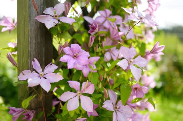 KnowGrowClematis