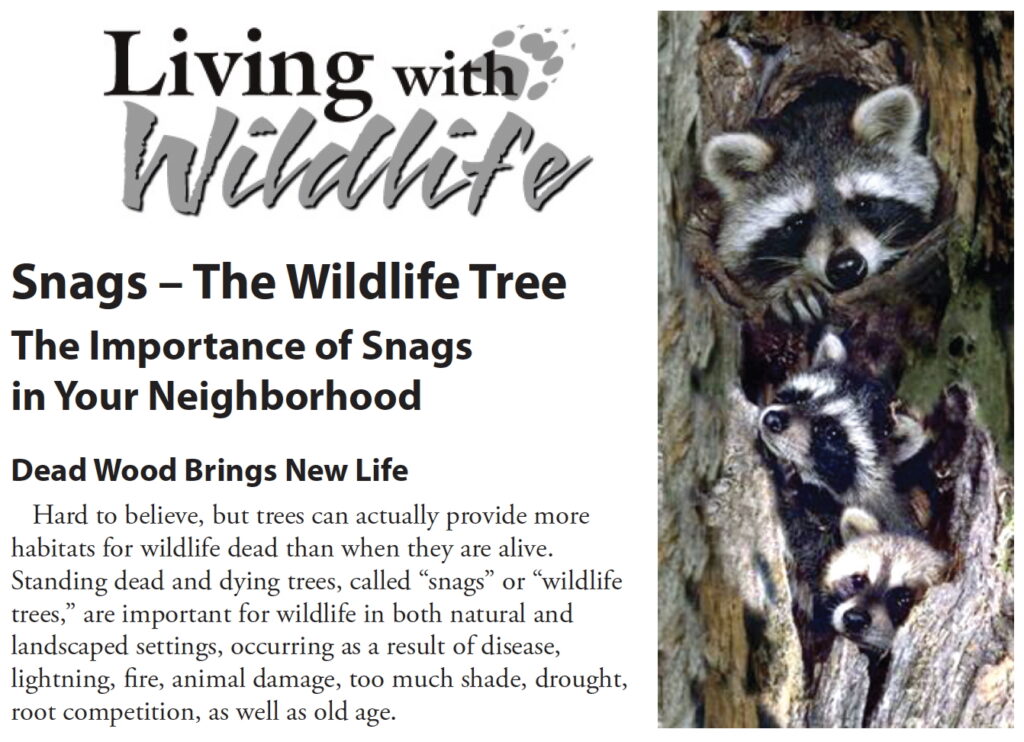 raccoons living in snag