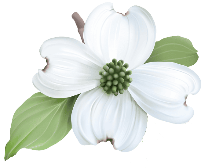 dogwood flower