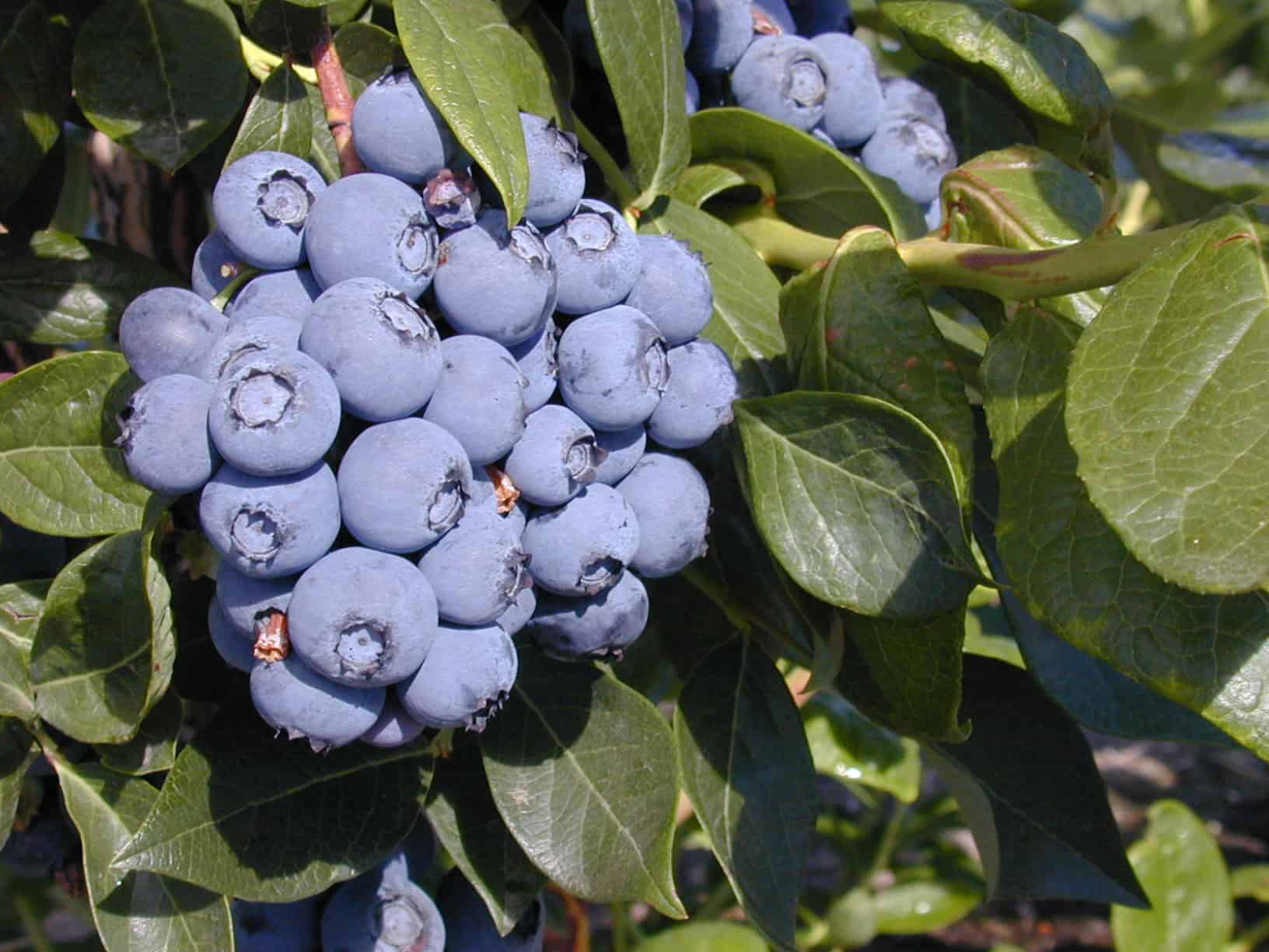 © Photo Chad E. Finn, OSU PNW Extension Publication