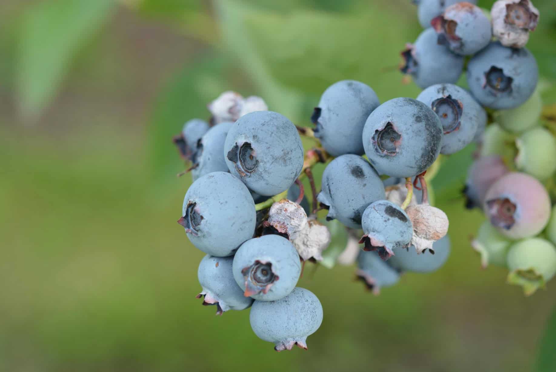 Mummy berry © Photo Jade Florence, Oregon State University