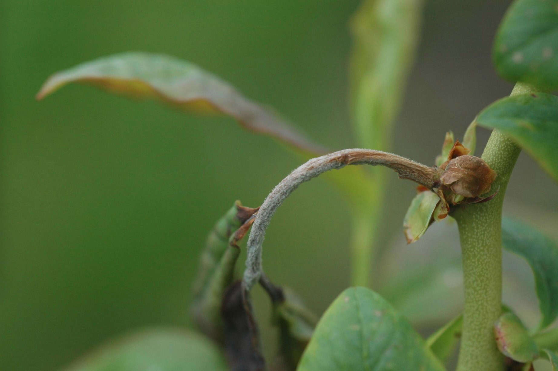 Mummy berry infection is identified by a spore mat covering the leaf stem. © Photo Jay W. Pscheidt Oregon State University