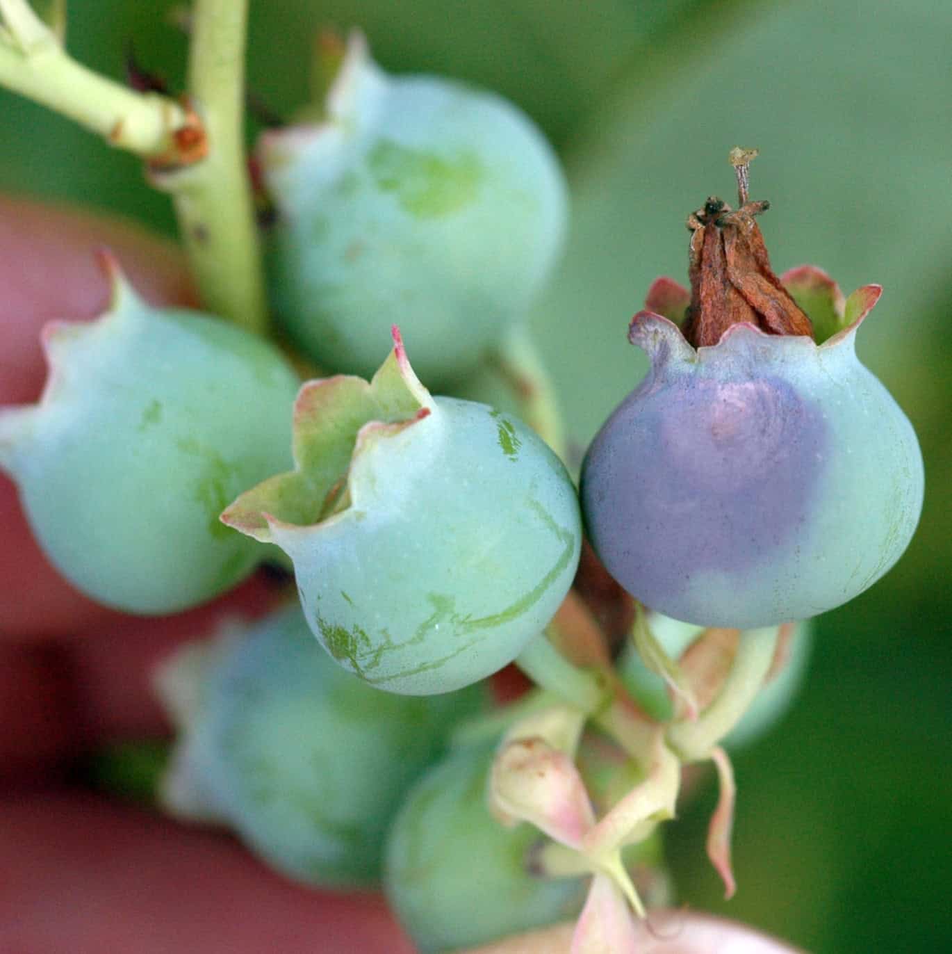 © Photo: Jay W. Pscheidt, 2010.  PNW Pest Management Handbook