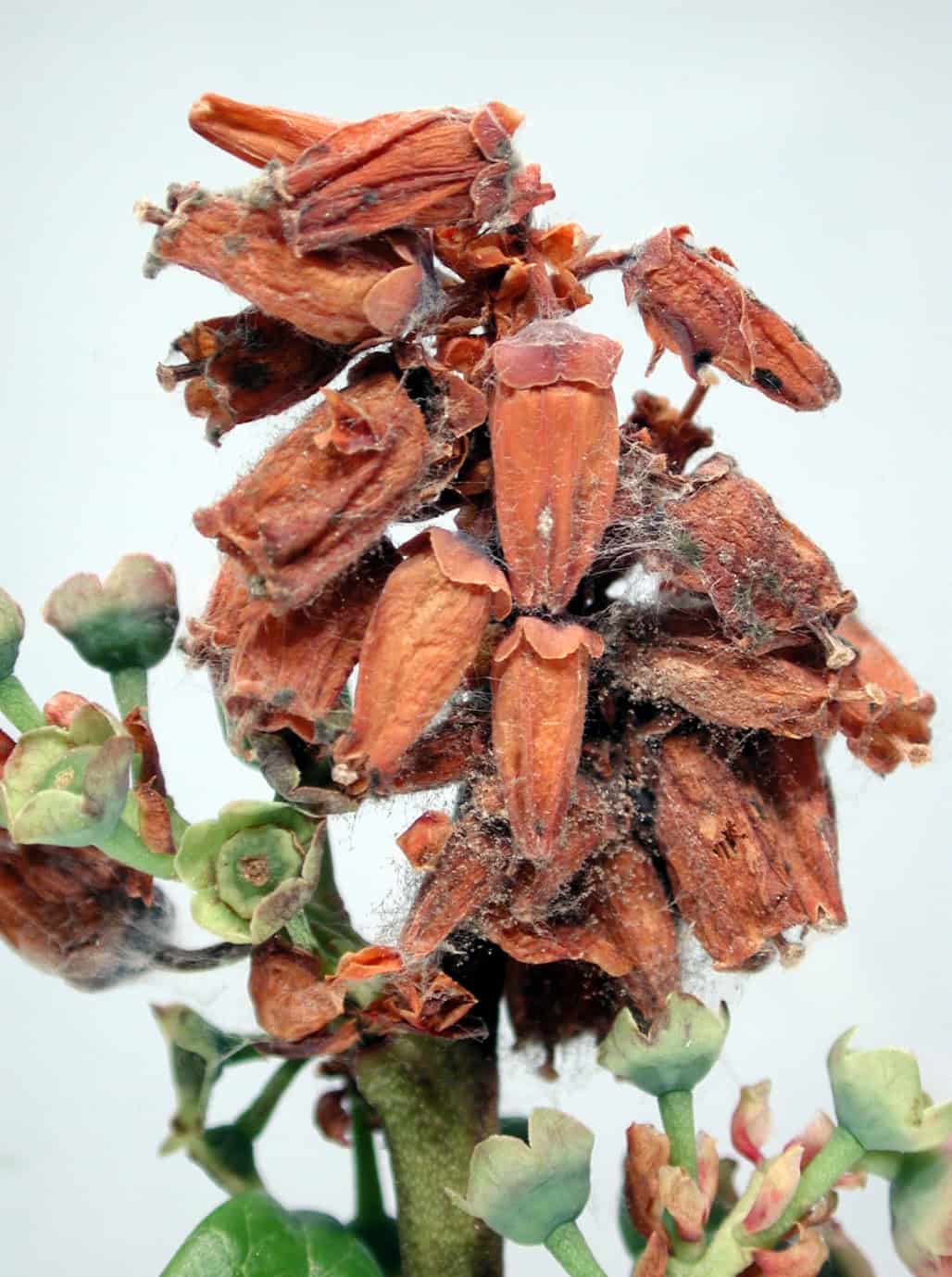 blueberry plant with brown husks of disease