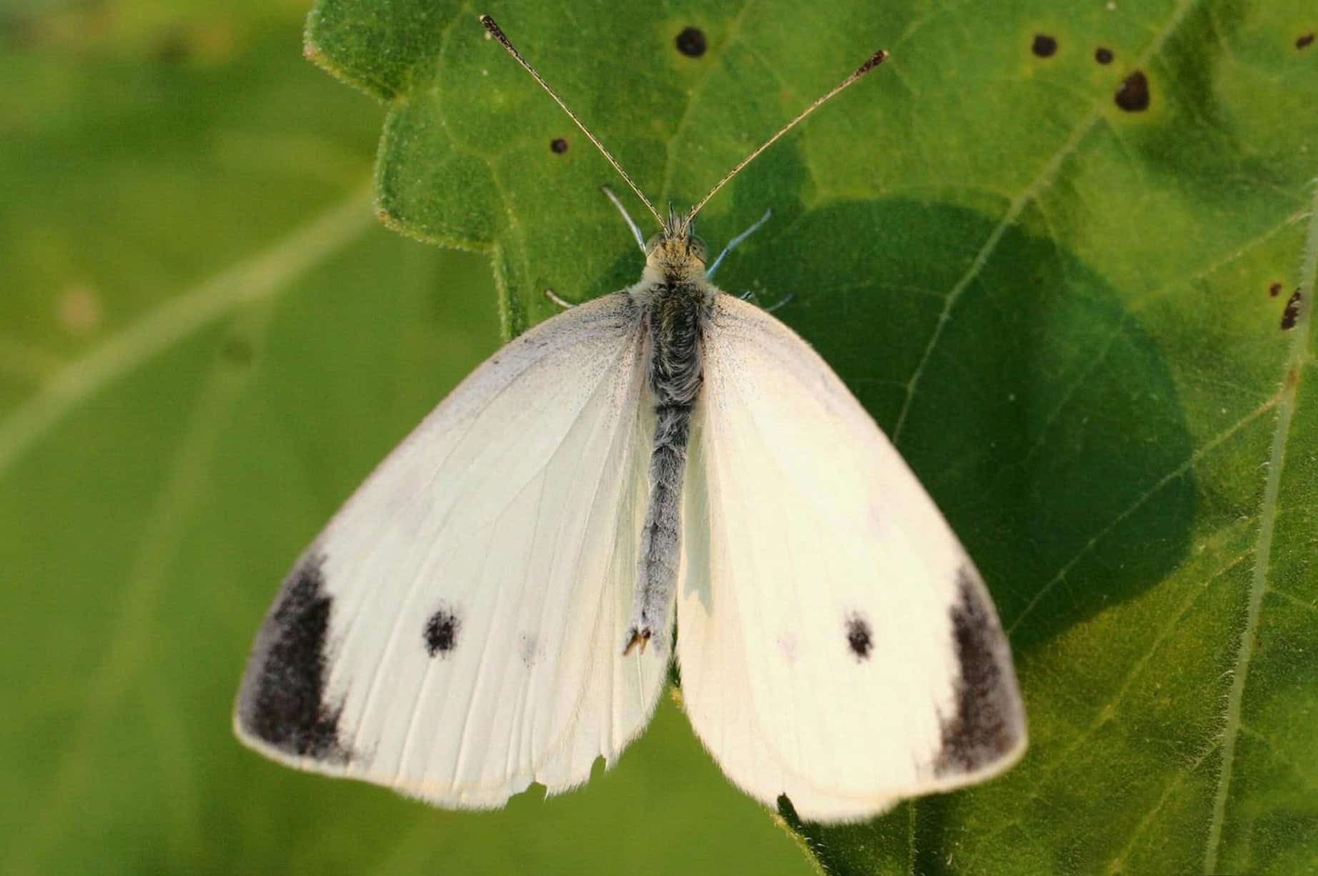 white moth on green leaf