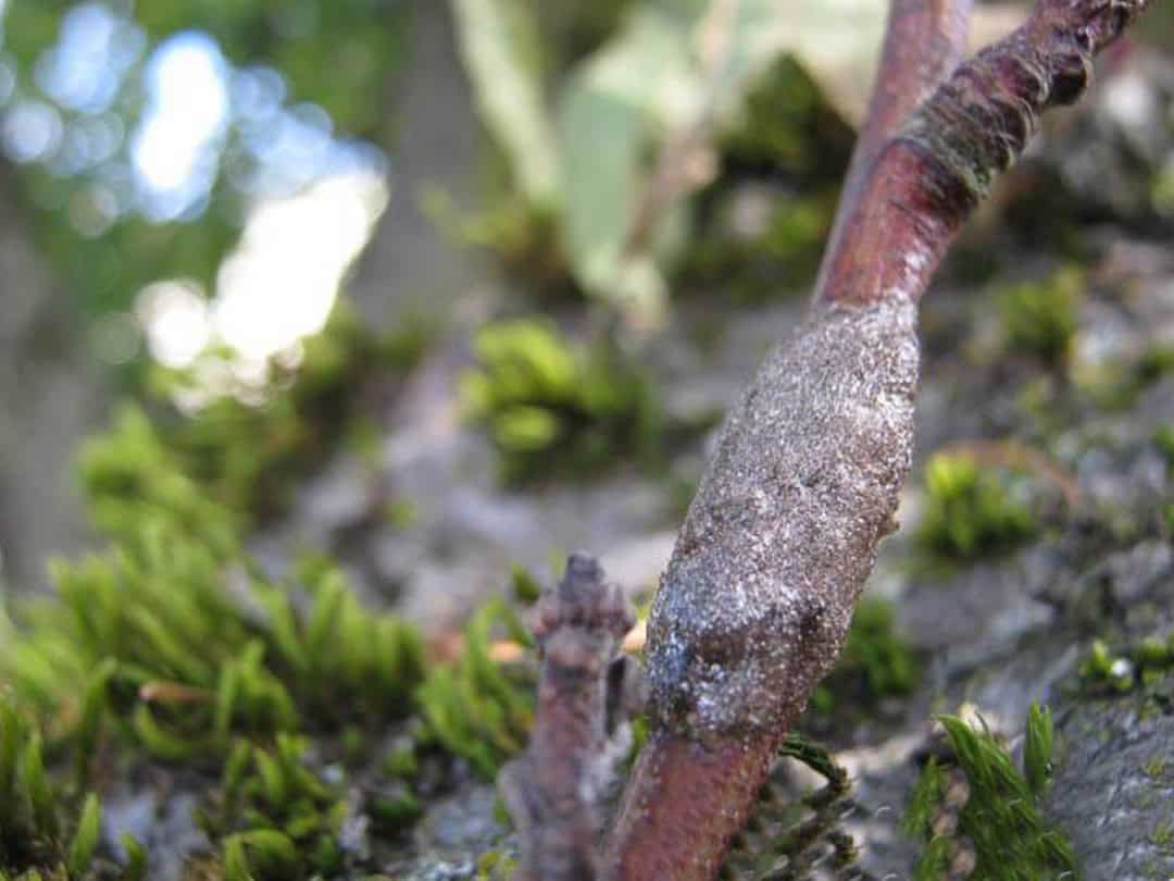 caterpillar egg nest on branch